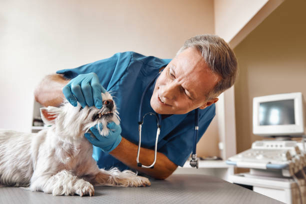  Fort Leonard Wood, MO Emergency Dentist Pros